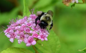 Preview wallpaper bee, bumblebee, flower, plant, macro