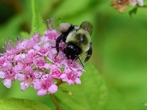 Preview wallpaper bee, bumblebee, flower, plant, macro