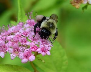 Preview wallpaper bee, bumblebee, flower, plant, macro
