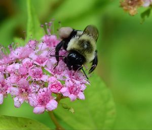 Preview wallpaper bee, bumblebee, flower, plant, macro