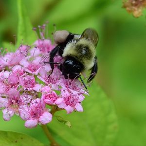 Preview wallpaper bee, bumblebee, flower, plant, macro