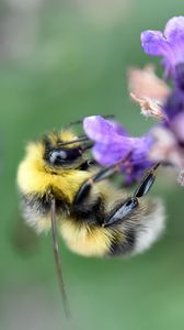 Preview wallpaper bee, bumblebee, flower, petals, macro