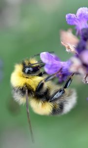Preview wallpaper bee, bumblebee, flower, petals, macro