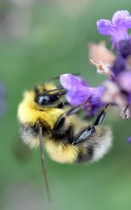 Preview wallpaper bee, bumblebee, flower, petals, macro