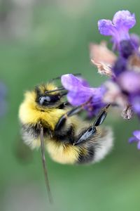 Preview wallpaper bee, bumblebee, flower, petals, macro