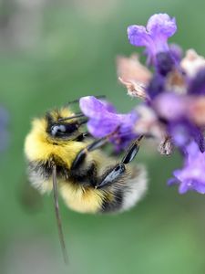 Preview wallpaper bee, bumblebee, flower, petals, macro