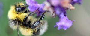 Preview wallpaper bee, bumblebee, flower, petals, macro