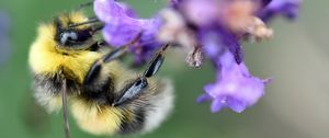 Preview wallpaper bee, bumblebee, flower, petals, macro