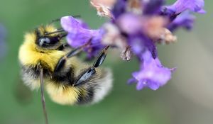 Preview wallpaper bee, bumblebee, flower, petals, macro