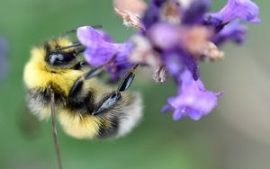 Preview wallpaper bee, bumblebee, flower, petals, macro