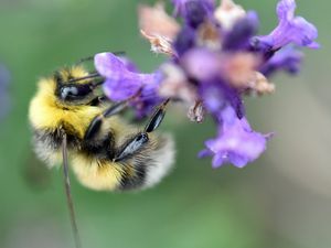 Preview wallpaper bee, bumblebee, flower, petals, macro