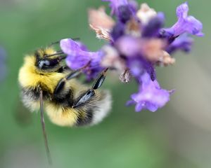 Preview wallpaper bee, bumblebee, flower, petals, macro