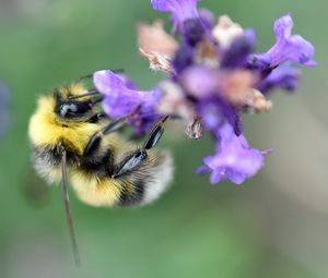 Preview wallpaper bee, bumblebee, flower, petals, macro