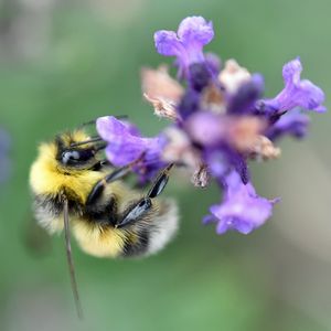 Preview wallpaper bee, bumblebee, flower, petals, macro