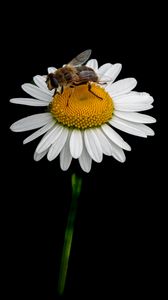 Preview wallpaper bee, chamomile, flower, macro