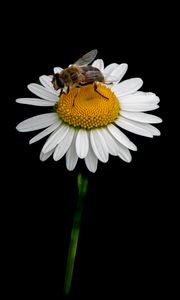 Preview wallpaper bee, chamomile, flower, macro