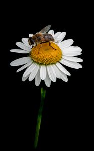 Preview wallpaper bee, chamomile, flower, macro