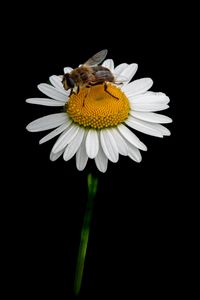 Preview wallpaper bee, chamomile, flower, macro