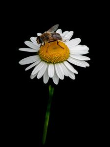 Preview wallpaper bee, chamomile, flower, macro