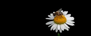 Preview wallpaper bee, chamomile, flower, macro