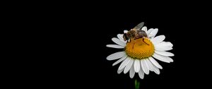 Preview wallpaper bee, chamomile, flower, macro