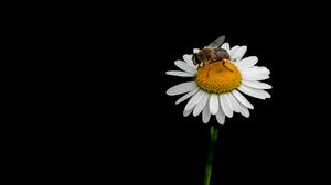 Preview wallpaper bee, chamomile, flower, macro