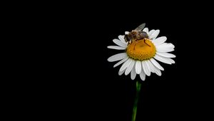 Preview wallpaper bee, chamomile, flower, macro