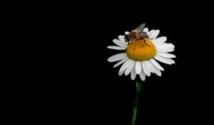 Preview wallpaper bee, chamomile, flower, macro