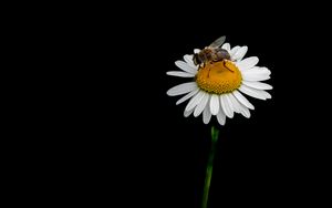 Preview wallpaper bee, chamomile, flower, macro