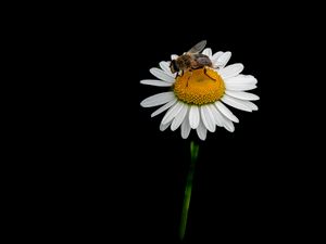 Preview wallpaper bee, chamomile, flower, macro