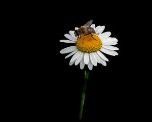 Preview wallpaper bee, chamomile, flower, macro