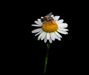 Preview wallpaper bee, chamomile, flower, macro