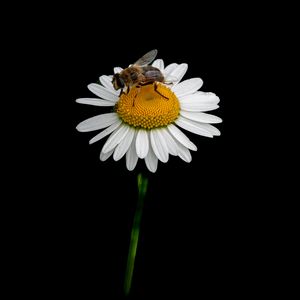 Preview wallpaper bee, chamomile, flower, macro