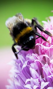 Preview wallpaper bee, clover, flower, pollination