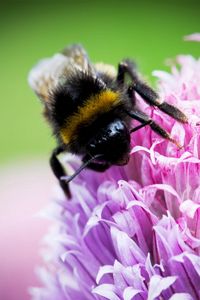 Preview wallpaper bee, clover, flower, pollination