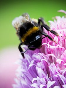 Preview wallpaper bee, clover, flower, pollination