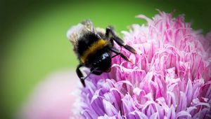 Preview wallpaper bee, clover, flower, pollination