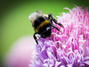 Preview wallpaper bee, clover, flower, pollination