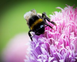 Preview wallpaper bee, clover, flower, pollination