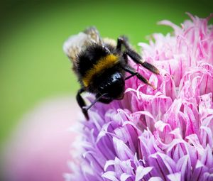 Preview wallpaper bee, clover, flower, pollination