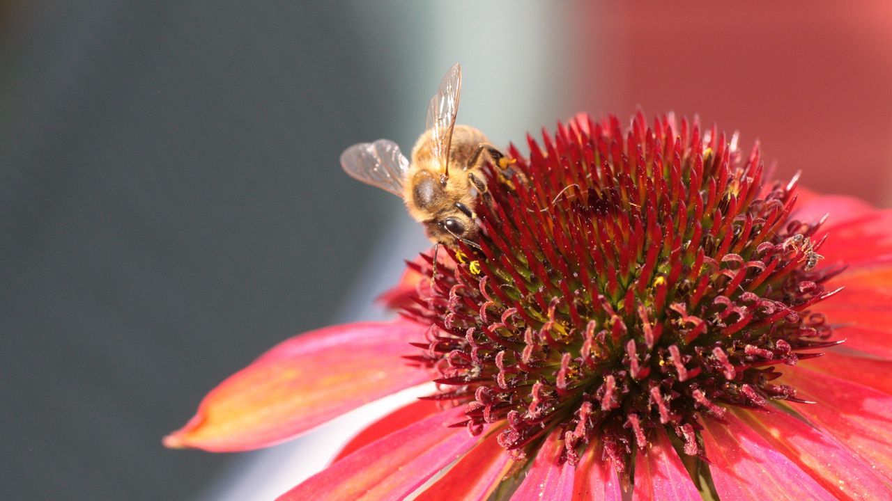 Wallpaper bee, echinacea, flower, pollination