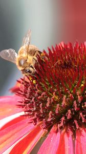 Preview wallpaper bee, echinacea, flower, pollination