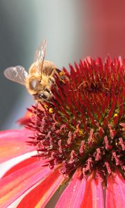 Preview wallpaper bee, echinacea, flower, pollination