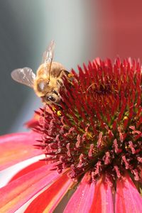 Preview wallpaper bee, echinacea, flower, pollination