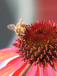 Preview wallpaper bee, echinacea, flower, pollination