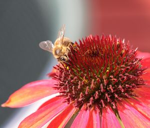 Preview wallpaper bee, echinacea, flower, pollination