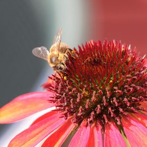 Preview wallpaper bee, echinacea, flower, pollination