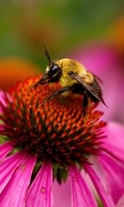 Preview wallpaper bee, echinacea, flower, petals, macro