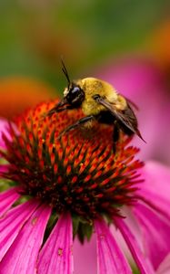 Preview wallpaper bee, echinacea, flower, petals, macro