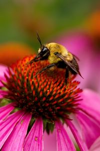 Preview wallpaper bee, echinacea, flower, petals, macro